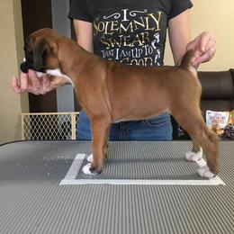 Boxer Puppies from Vintage Boxers