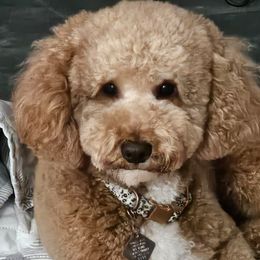 Assorted Doodle Crosses, Cavapoos, and Goldendoodles from Debbie's Puppies