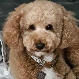 Assorted Doodle Crosses, Cavapoos, and Goldendoodles from Debbie's Puppies