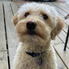 Double Doodles from Delightful Doodles