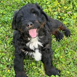 Finn - Black tri-color male Aussiedoodle puppy in Charlestown, Indiana from Forever Aussies and A Doodle