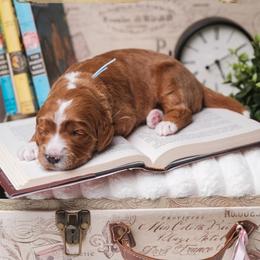 Austen - Red  male Goldendoodle puppy in New Lenox, Illinois from New Doods On The Block