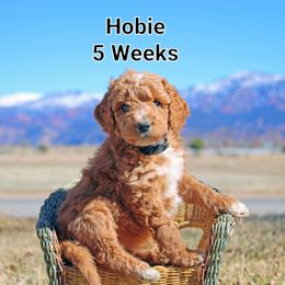 Aussiedoodle Puppies from Color Country Doodles