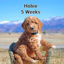Aussiedoodle Puppies from Color Country Doodles