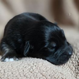 Rogue - Black tri-color male Australian Shepherd puppy in Solon, Maine from Mountain Range Australian Shepherds