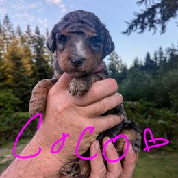 Coco - Blue merle female Aussiedoodle puppy in Yacolt, Washington from Aussiedoodles by Maggie