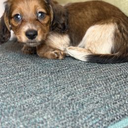 Dachshund Puppies from Monterey Bay Dachshund Kennel