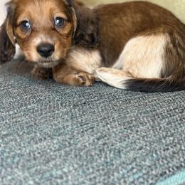 Dachshund Puppies from Monterey Bay Dachshund Kennel