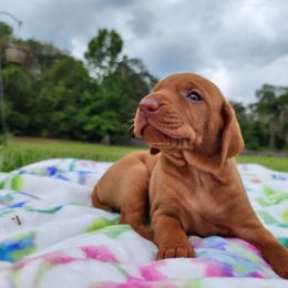 Vizsla Puppies from Countryside Vizslas
