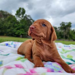 Vizsla Puppies from Countryside Vizslas