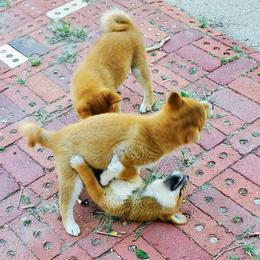 Shiba Inu Puppies from Pendragon Shiba Inu
