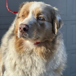 Patti - Australian Shepherd