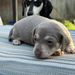 Girl 1 - Gray (blue) and cream female Dachshund puppy in Jacksonville, Florida from Little Lords & Ladies Dachshunds
