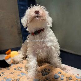 AVAILABLE AKC white boy 2 (red collar) - White male Miniature Schnauzer puppy in Greencastle, Indiana from Tiny Tushy Lodge