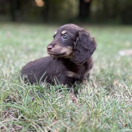 Ross - Chocolate and cream male Dachshund puppy in Norman, Oklahoma from Liberty Acres OK