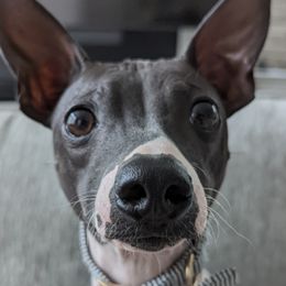 American Hairless Terriers from Hairless Ambassadors