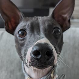 American Hairless Terriers from Hairless Ambassadors