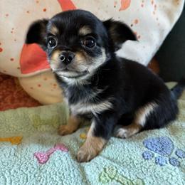 Emmie Lou - Black and tan female Chihuahua puppy in Monterey, Virginia from Blue Grass Valley Chihuahuas