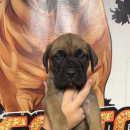 Biker - Red fawn male Bullmastiff puppy in South Attleboro, Massachusetts from Bessettes Bullies