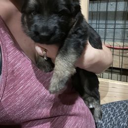 German Shepherd Puppies from McGarry German Shepherds