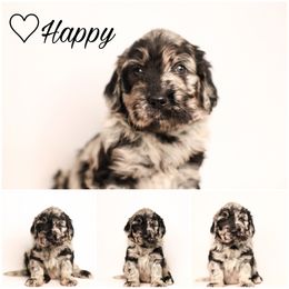 Double Doodle, Goldendoodle, and Sheepadoodle Puppies from Shaw Spring's Canines