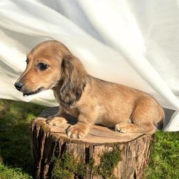 AKC Cream sable male - Sable male Dachshund puppy in Glen St Mary, Florida from Little Pawz, LLC