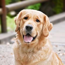 Gunner - Golden Retriever