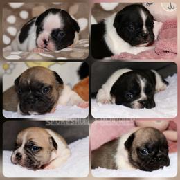 3rd pick female - Brindle and white female French Bulldog puppy in Twin Falls, Idaho from Whispering White Pines Labradors