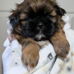 Shih Tzu Puppies from Ming Xing Shih Tzu