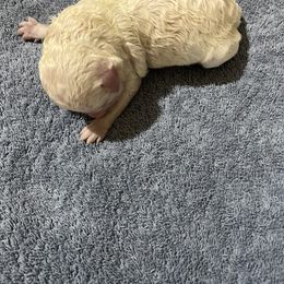 Aussiedoodle Puppies from Creek Bend Farm