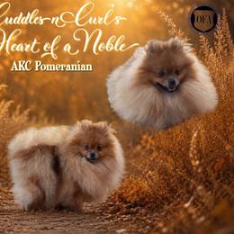 Noble - Pomeranian