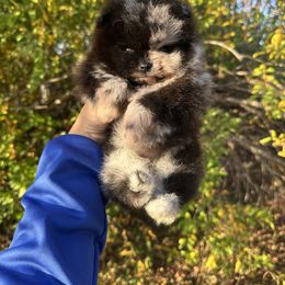 Pomeranian Puppies from Divine Poms