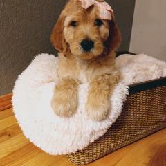 Irish Doodle Puppies from Kay's Kustom Doodles