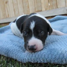 Tsunami - White and black female Greyhound puppy in Utah from K and E Kennels