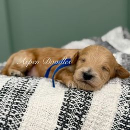 Blue collar FROSTY - Apricot male Goldendoodle puppy in Salem, Utah from Aspen Doodles