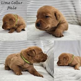 Lime Green Collar - Male - Yellow male Labrador Retriever puppy in Boyd, Minnesota from Lindley Labradors