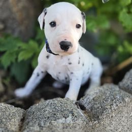 Blue collar boy - White and black male Dalmatian puppy in Valley, Washington from Loving spots Dalmatians