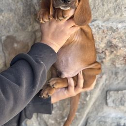 Basset Hound Puppies from Central Kentucky Basset Hounds