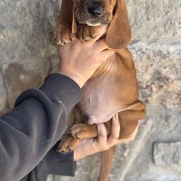 Basset Hound Puppies from Central Kentucky Basset Hounds