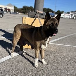 Bubbles - Akita