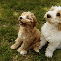 Australian Cobberdog Puppies from Livlander Australian Cobberdogs