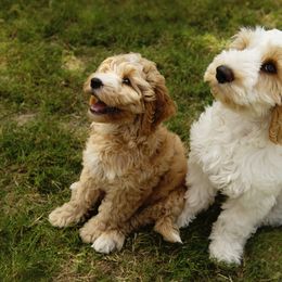 Australian Cobberdog Puppies from Livlander Australian Cobberdogs