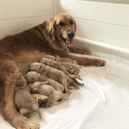 Frankie - Golden Retriever