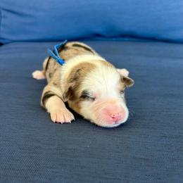 Blitz - Blue merle male Australian Shepherd puppy in Jacksonville, Florida from Autumn's Aussies
