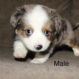 Blue Merle male 3 - Blue merle male Miniature Australian Shepherd puppy in Redding, California from Lavish Luxuries Mini and Toy Australian Shepherds