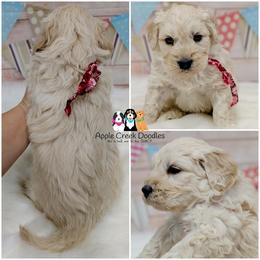 Lennox - Apple Creek Doodles - Since 2004. - Cream male Goldendoodle puppy in Jeddo, Michigan from Apple Creek Doodles
