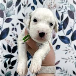 Green - White and black male Dalmatian puppy in Gray, Georgia from Fuller Spots