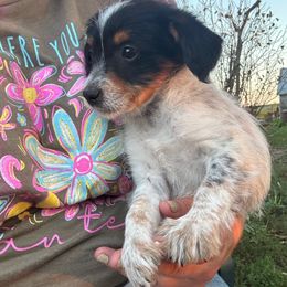 Beans - Black tri-color female Aussiedoodle puppy in Hopkins, Missouri from Mowry Creek Mini Aussiedoodles and More