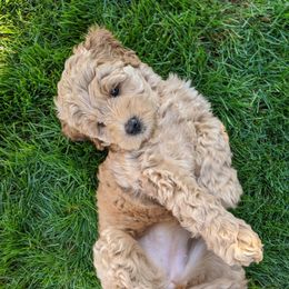 Nora - Australian Labradoodle