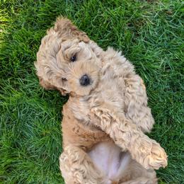 Nora - Australian Labradoodle